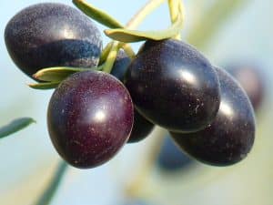 olives-noires